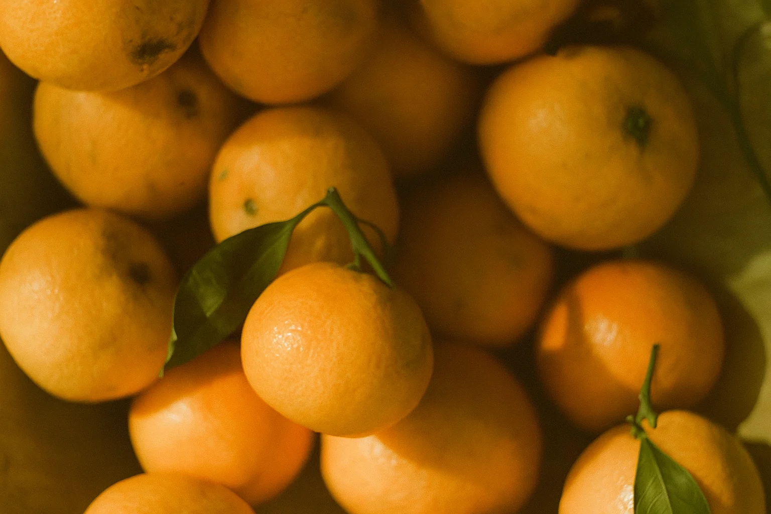 Tangerines and Oranges in Natural Light