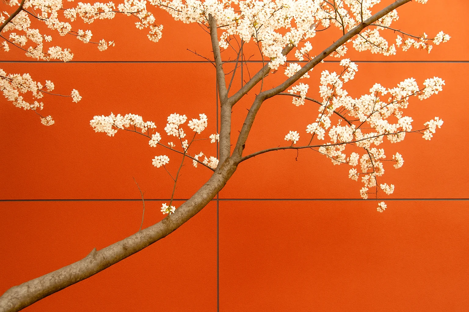 White Flowering Tree Branch in Front of a Red Wall