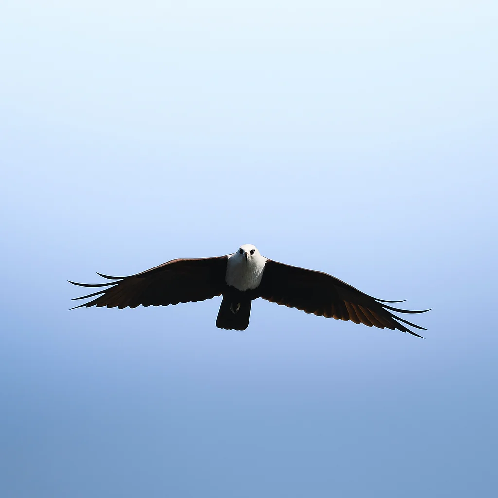 Bird of Prey Soaring in the Sky