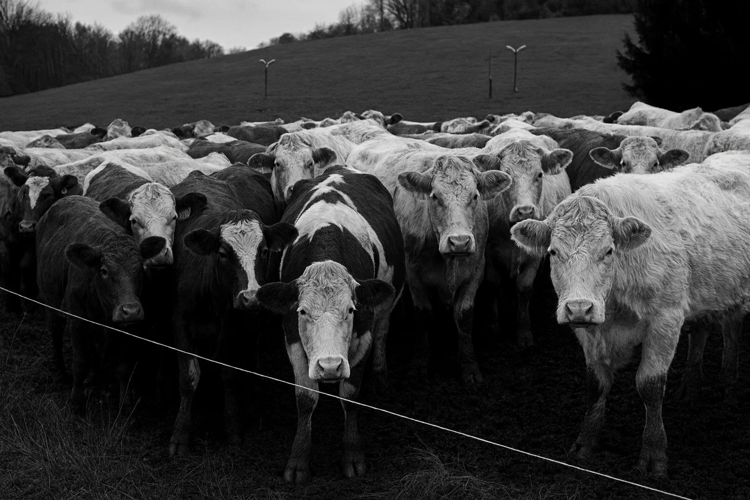 Black and White Cattle Herd – Natural Farm Landscape