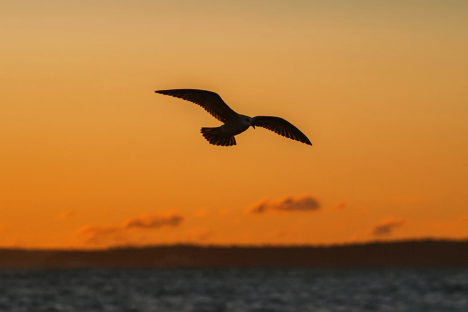 Seagull Flying at Sunset