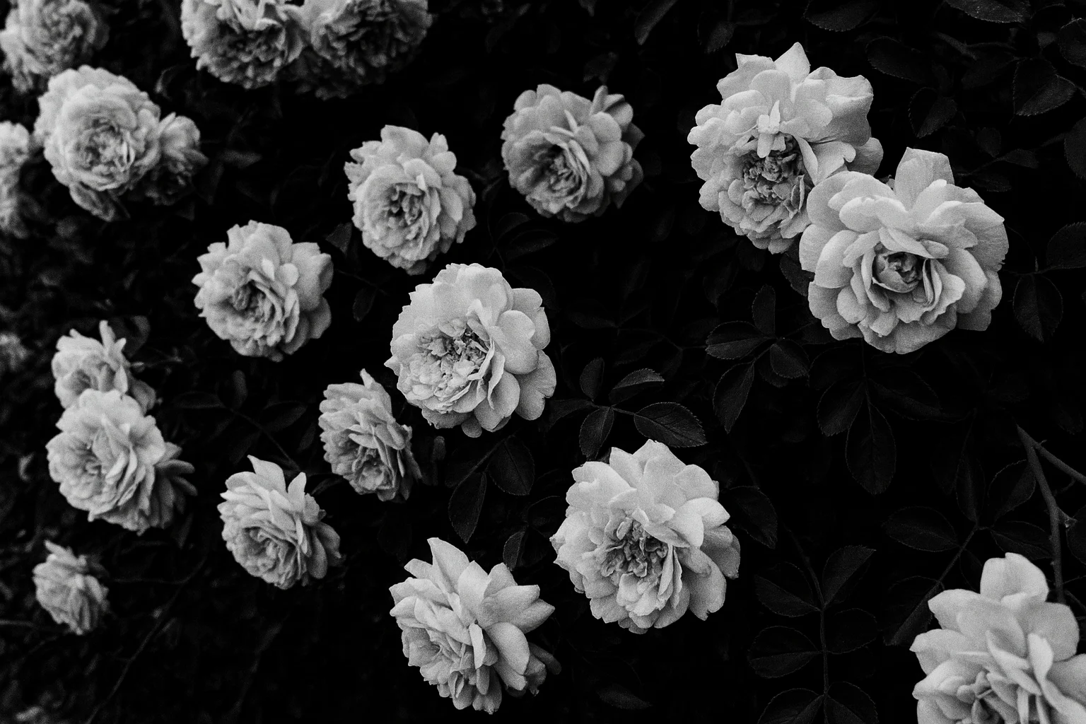 Close-Up View of Black and White Rose Blooms