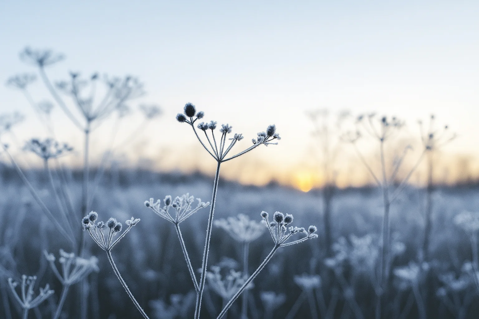 Winter Morning Over Frosted Plants