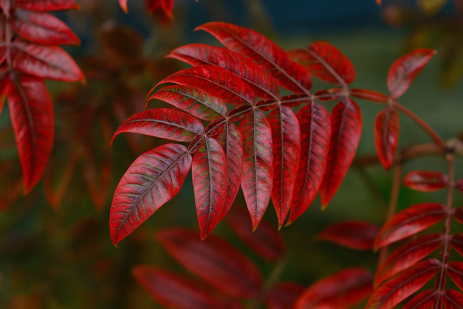 Close-Up Photograph of Red Autumn Leaves