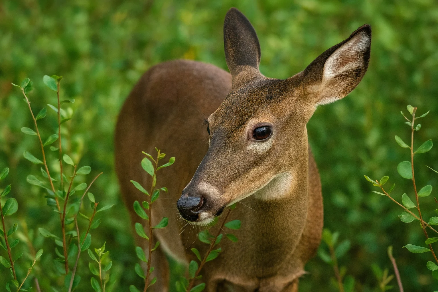 Young Deer Standing in Lush Greenery – Horizontal Wildlife Image