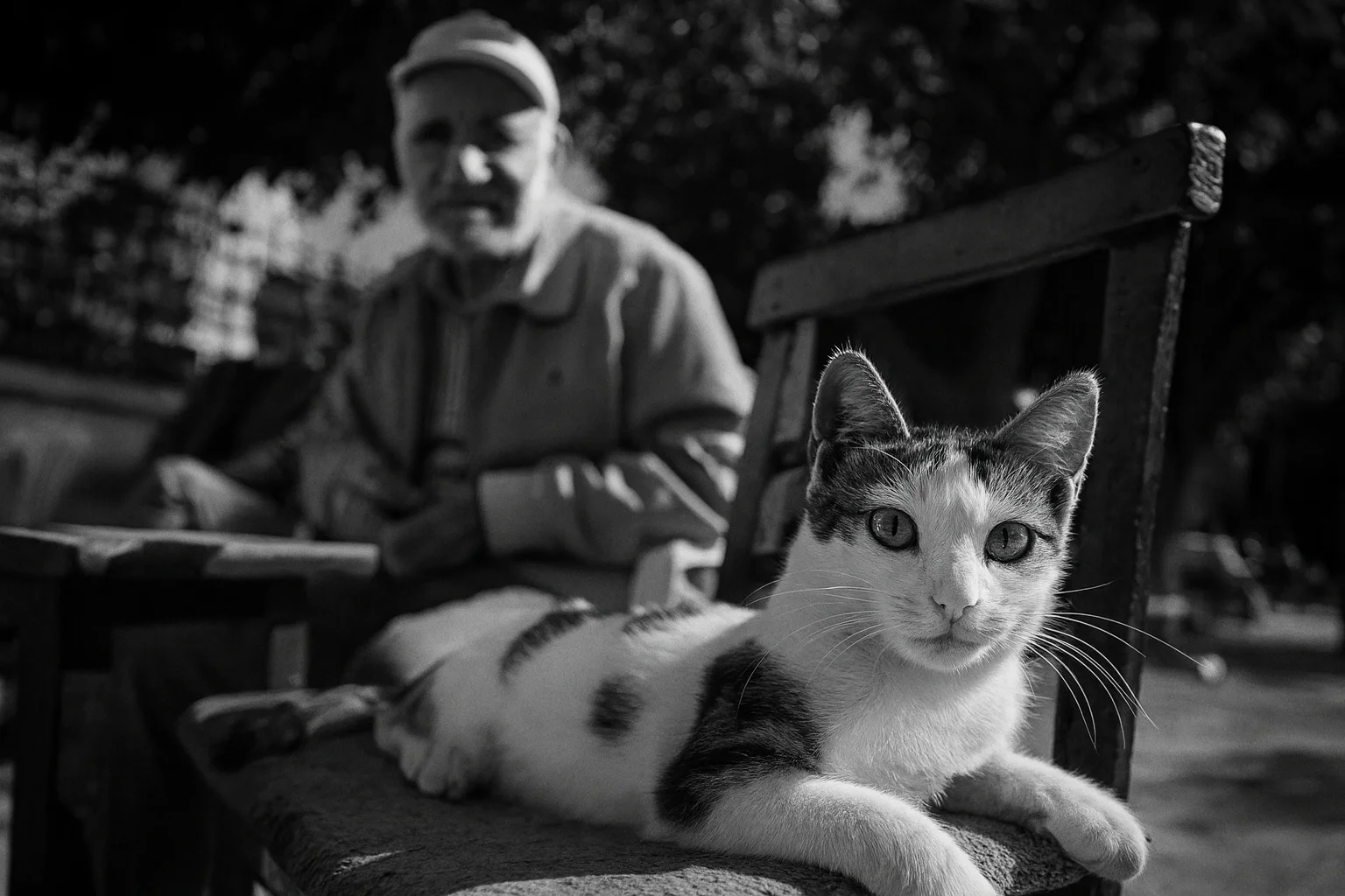 Cat Posing on a Chair with an Elderly Man in the Background