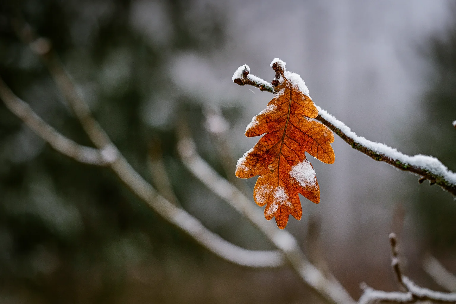 Macro Detail of a Snow-Kissed Orange Leaf