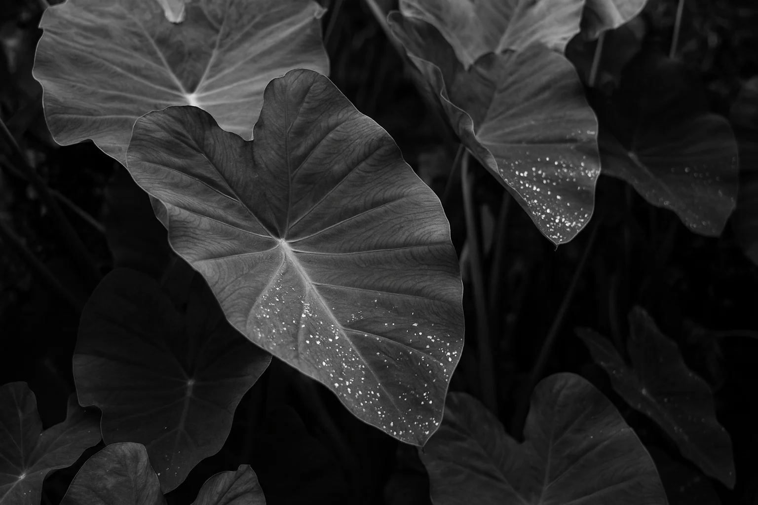 Artistic Black and White Leaf Surface with Raindrops